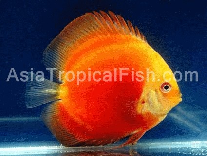 Discus