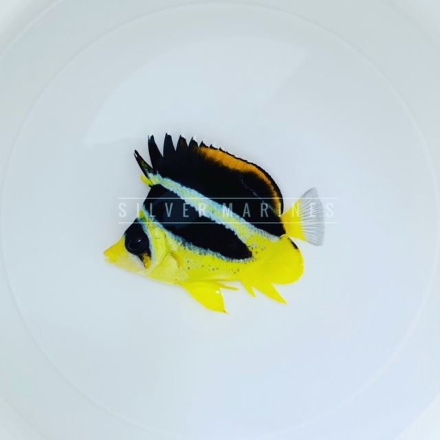 Mitratus Butterflyfish